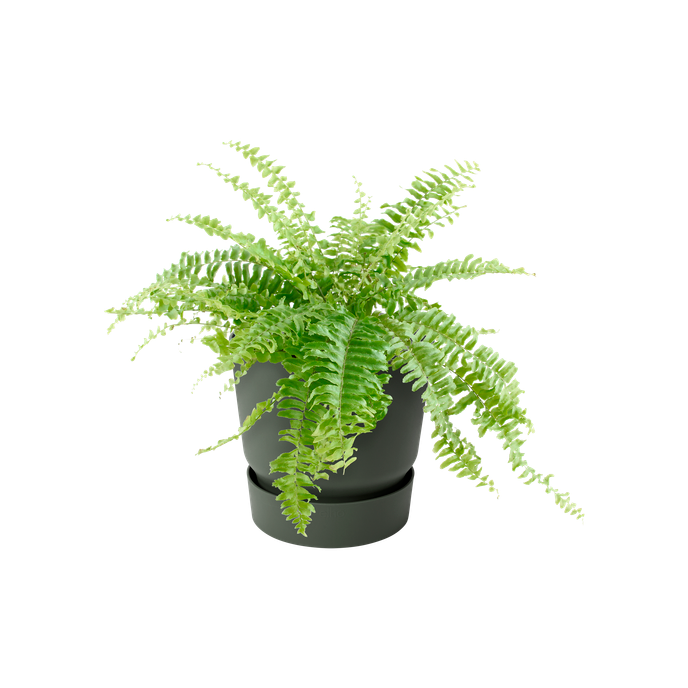 greenville easy hanger single leaf green